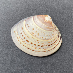 shellpaints